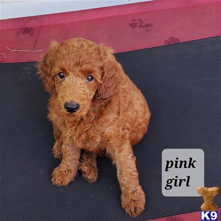 highlandpoodles1 Picture 2